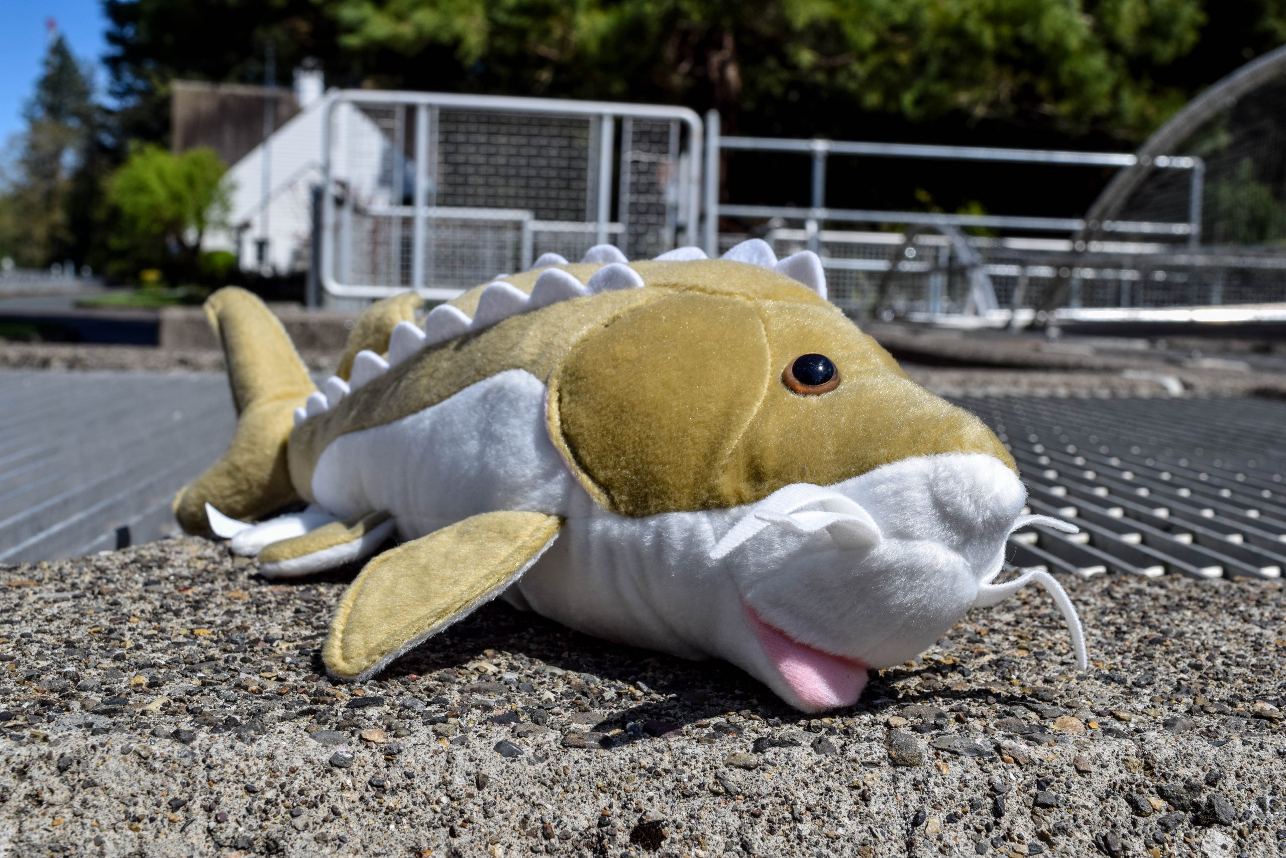 Sturgeon plush sale