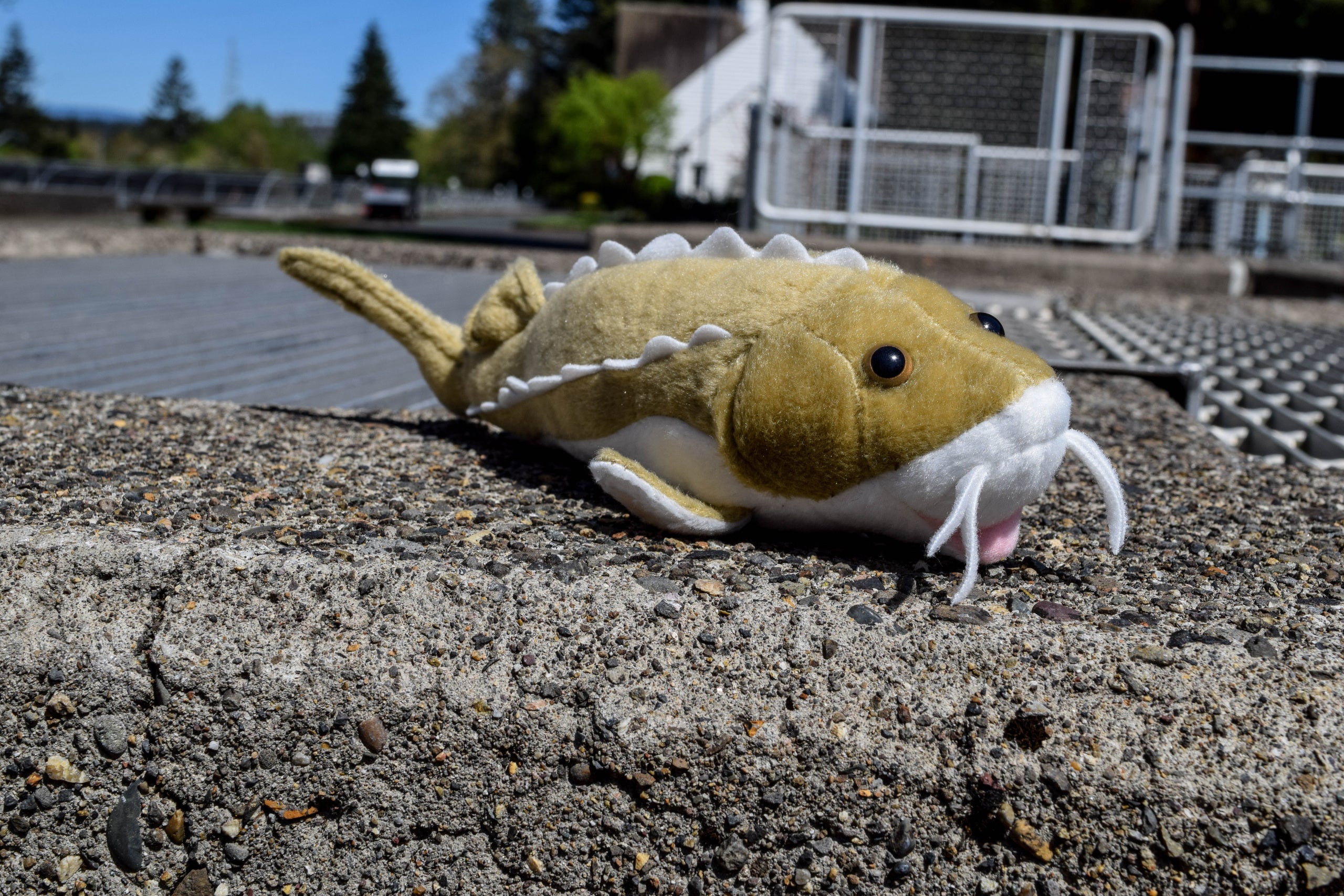 Herman the Sturgeon Plush Toy